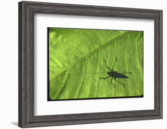 Silhouette of a Bug on a Leaf-John Dominis-Framed Photographic Print