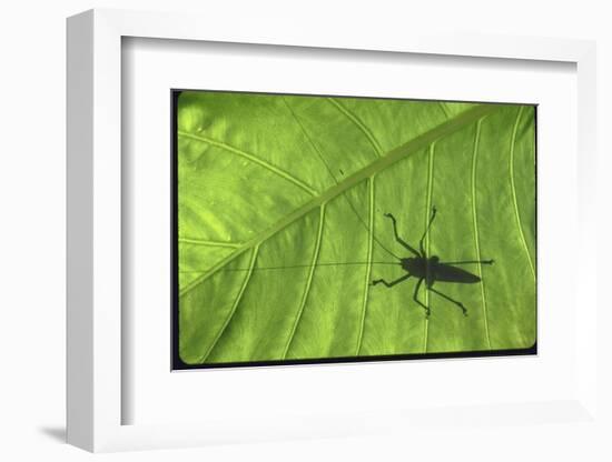 Silhouette of a Bug on a Leaf-John Dominis-Framed Photographic Print