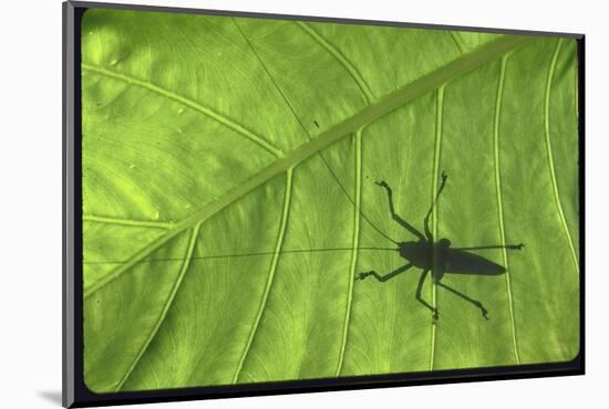 Silhouette of a Bug on a Leaf-John Dominis-Mounted Photographic Print