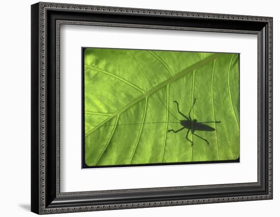 Silhouette of a Bug on a Leaf-John Dominis-Framed Photographic Print