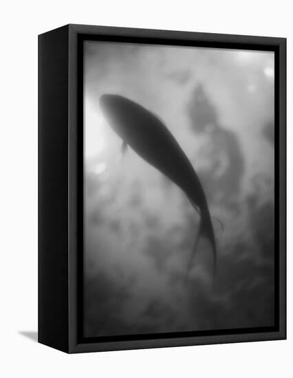 Silhouette of a Fish-Henry Horenstein-Framed Premier Image Canvas