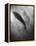 Silhouette of a Fish-Henry Horenstein-Framed Premier Image Canvas