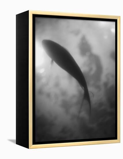 Silhouette of a Fish-Henry Horenstein-Framed Premier Image Canvas