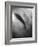 Silhouette of a Fish-Henry Horenstein-Framed Photographic Print