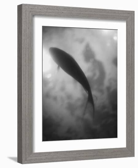 Silhouette of a Fish-Henry Horenstein-Framed Photographic Print