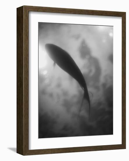 Silhouette of a Fish-Henry Horenstein-Framed Photographic Print