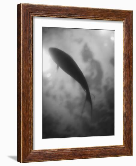 Silhouette of a Fish-Henry Horenstein-Framed Photographic Print