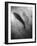 Silhouette of a Fish-Henry Horenstein-Framed Photographic Print