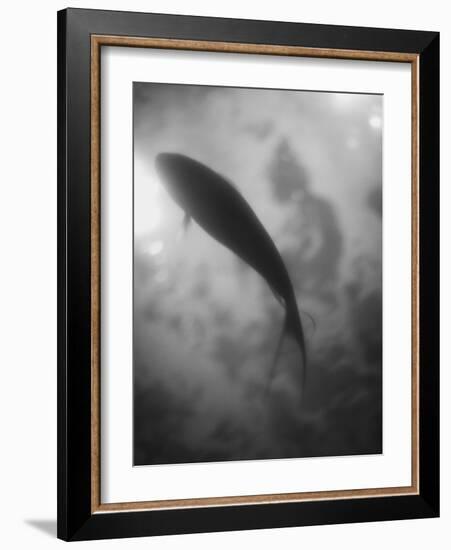 Silhouette of a Fish-Henry Horenstein-Framed Photographic Print