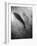 Silhouette of a Fish-Henry Horenstein-Framed Photographic Print