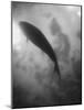 Silhouette of a Fish-Henry Horenstein-Mounted Photographic Print