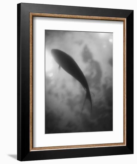 Silhouette of a Fish-Henry Horenstein-Framed Photographic Print