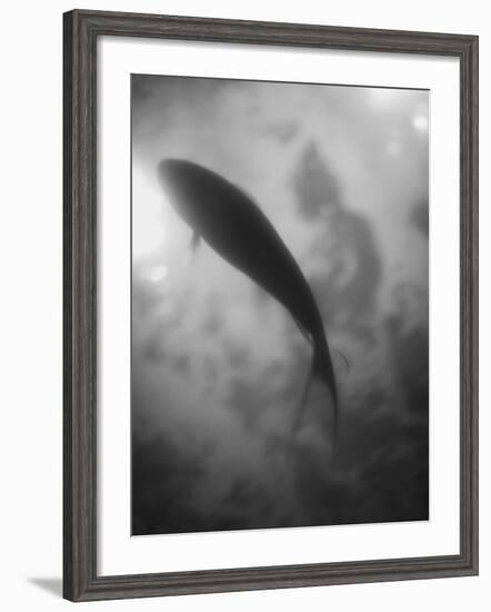 Silhouette of a Fish-Henry Horenstein-Framed Photographic Print