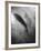 Silhouette of a Fish-Henry Horenstein-Framed Photographic Print