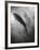 Silhouette of a Fish-Henry Horenstein-Framed Photographic Print