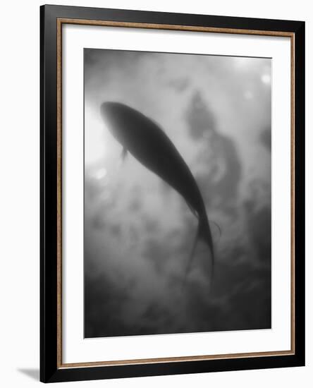 Silhouette of a Fish-Henry Horenstein-Framed Photographic Print