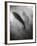 Silhouette of a Fish-Henry Horenstein-Framed Photographic Print