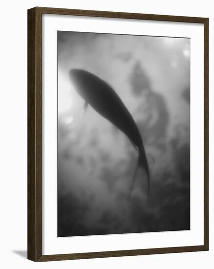 Silhouette of a Fish-Henry Horenstein-Framed Photographic Print