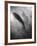 Silhouette of a Fish-Henry Horenstein-Framed Photographic Print