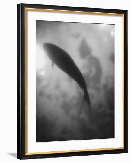 Silhouette of a Fish-Henry Horenstein-Framed Photographic Print