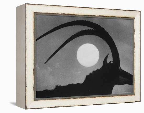 Silhouette of a Giant Sable Antelope Against the Setting Sun-Carlo Bavagnoli-Framed Premier Image Canvas