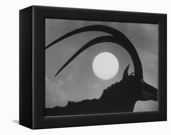 Silhouette of a Giant Sable Antelope Against the Setting Sun-Carlo Bavagnoli-Framed Premier Image Canvas