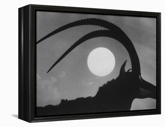 Silhouette of a Giant Sable Antelope Against the Setting Sun-Carlo Bavagnoli-Framed Premier Image Canvas