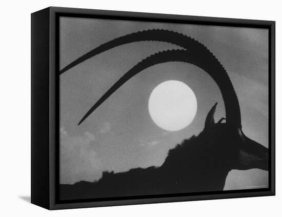 Silhouette of a Giant Sable Antelope Against the Setting Sun-Carlo Bavagnoli-Framed Premier Image Canvas