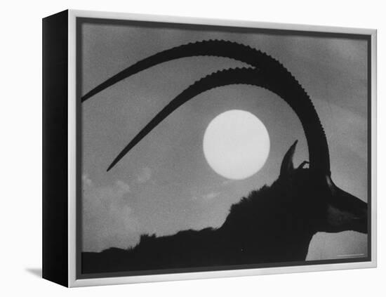 Silhouette of a Giant Sable Antelope Against the Setting Sun-Carlo Bavagnoli-Framed Premier Image Canvas