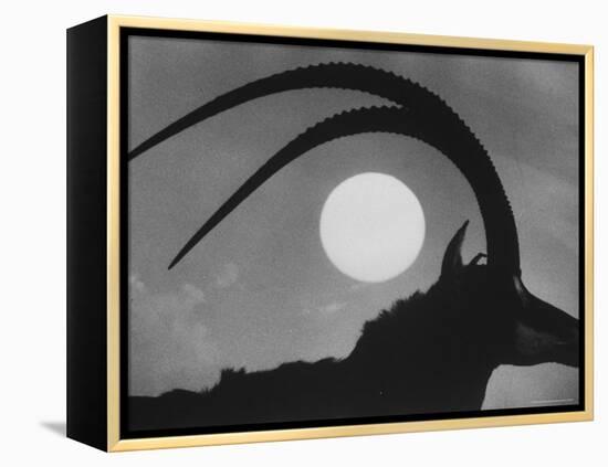 Silhouette of a Giant Sable Antelope Against the Setting Sun-Carlo Bavagnoli-Framed Premier Image Canvas