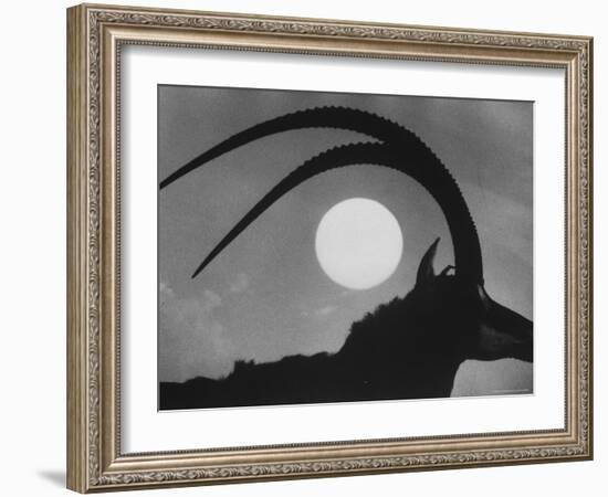 Silhouette of a Giant Sable Antelope Against the Setting Sun-Carlo Bavagnoli-Framed Photographic Print