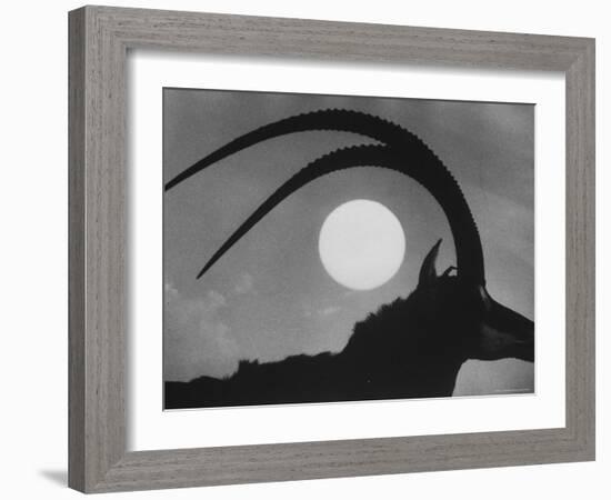 Silhouette of a Giant Sable Antelope Against the Setting Sun-Carlo Bavagnoli-Framed Photographic Print