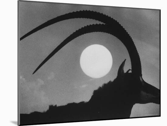 Silhouette of a Giant Sable Antelope Against the Setting Sun-Carlo Bavagnoli-Mounted Photographic Print