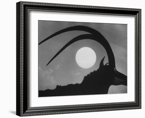 Silhouette of a Giant Sable Antelope Against the Setting Sun-Carlo Bavagnoli-Framed Photographic Print