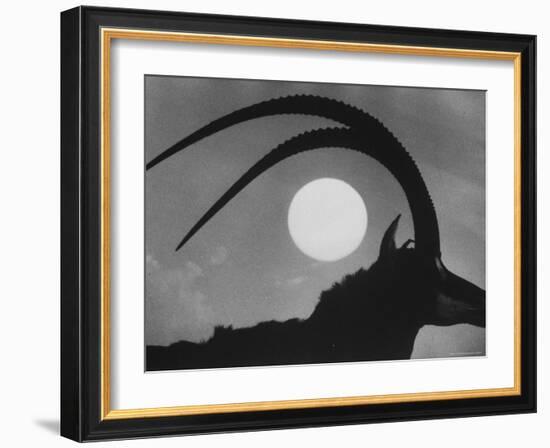 Silhouette of a Giant Sable Antelope Against the Setting Sun-Carlo Bavagnoli-Framed Photographic Print