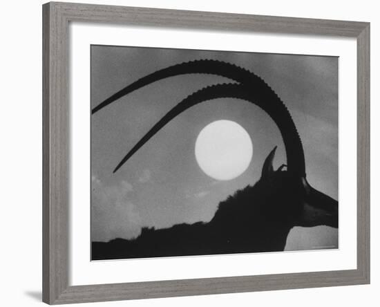Silhouette of a Giant Sable Antelope Against the Setting Sun-Carlo Bavagnoli-Framed Photographic Print