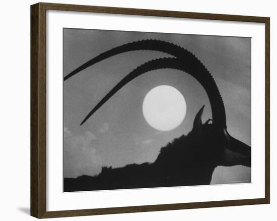 Silhouette of a Giant Sable Antelope Against the Setting Sun-Carlo Bavagnoli-Framed Photographic Print