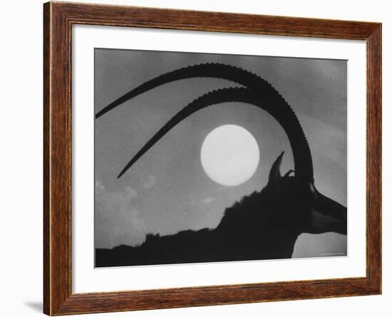 Silhouette of a Giant Sable Antelope Against the Setting Sun-Carlo Bavagnoli-Framed Photographic Print