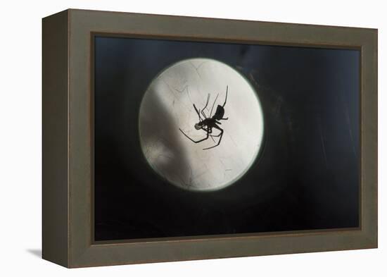 Silhouette of a Spider in the Back Light in Front of the Round Arachnida-Falk Hermann-Framed Premier Image Canvas