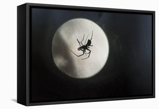 Silhouette of a Spider in the Back Light in Front of the Round Arachnida-Falk Hermann-Framed Premier Image Canvas