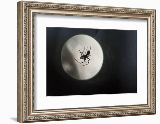 Silhouette of a Spider in the Back Light in Front of the Round Arachnida-Falk Hermann-Framed Photographic Print