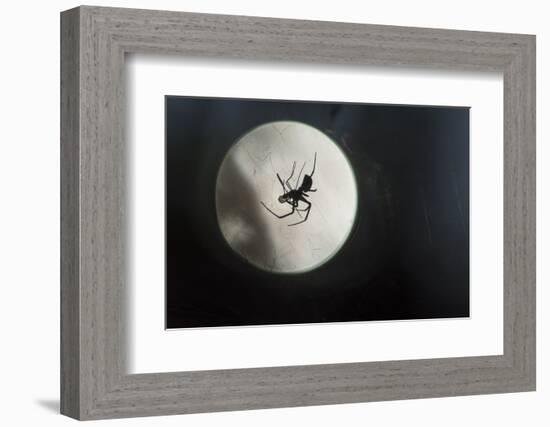 Silhouette of a Spider in the Back Light in Front of the Round Arachnida-Falk Hermann-Framed Photographic Print