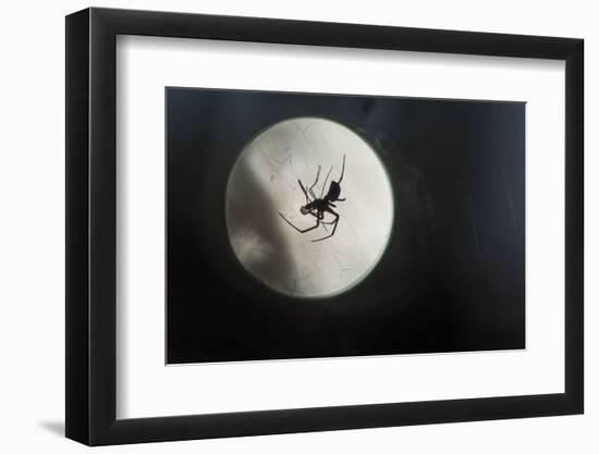 Silhouette of a Spider in the Back Light in Front of the Round Arachnida-Falk Hermann-Framed Photographic Print