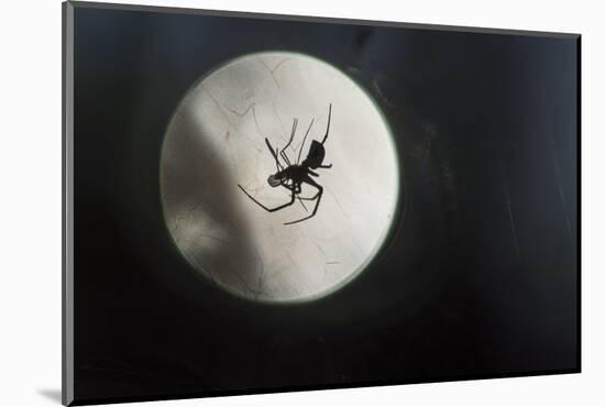 Silhouette of a Spider in the Back Light in Front of the Round Arachnida-Falk Hermann-Mounted Photographic Print