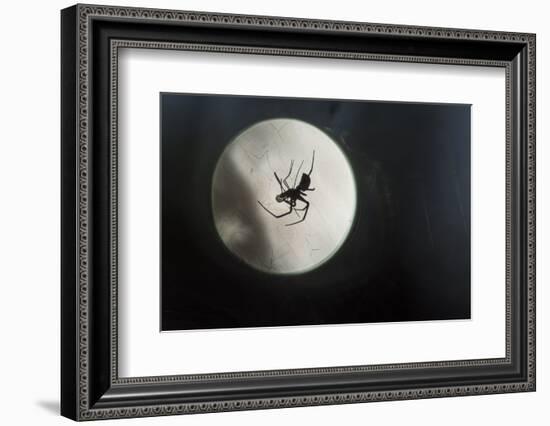 Silhouette of a Spider in the Back Light in Front of the Round Arachnida-Falk Hermann-Framed Photographic Print