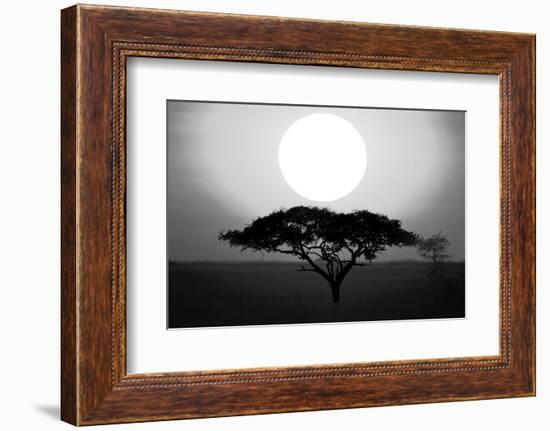 Silhouette of a tree at sunrise, Tanzania-null-Framed Photographic Print