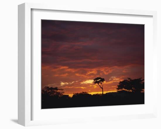 Silhouette of African Trees at Sunrise, Uganda, East Africa, Africa-Dominic Harcourt-webster-Framed Photographic Print