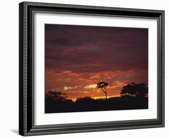 Silhouette of African Trees at Sunrise, Uganda, East Africa, Africa-Dominic Harcourt-webster-Framed Photographic Print