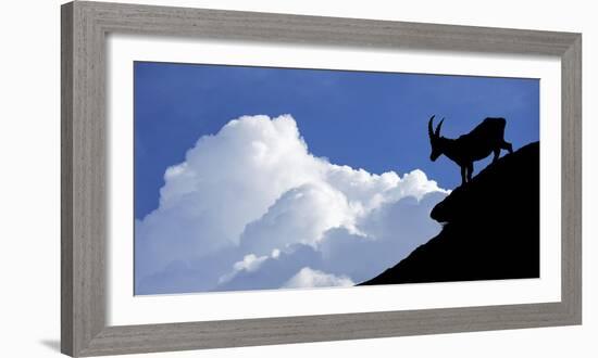 Silhouette of Alpine Ibex (Capra Ibex) Against Thunderstorm Clouds-Philippe Clement-Framed Photographic Print