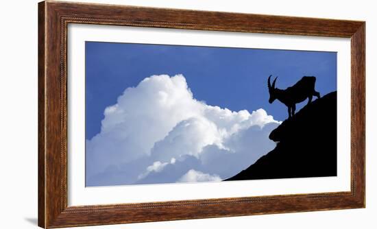 Silhouette of Alpine Ibex (Capra Ibex) Against Thunderstorm Clouds-Philippe Clement-Framed Photographic Print